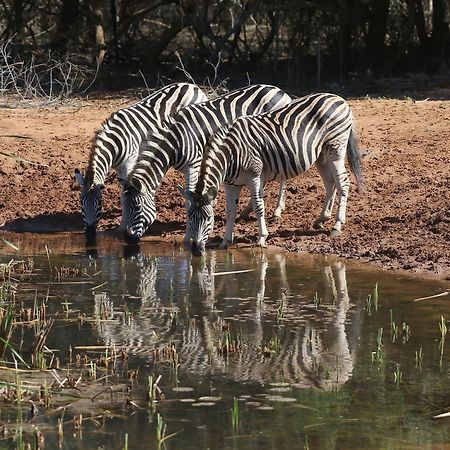 Bushbaby Lodge & Camping Hluhluwe Eksteriør bilde