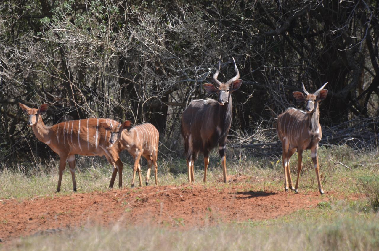 Bushbaby Lodge & Camping Hluhluwe Eksteriør bilde