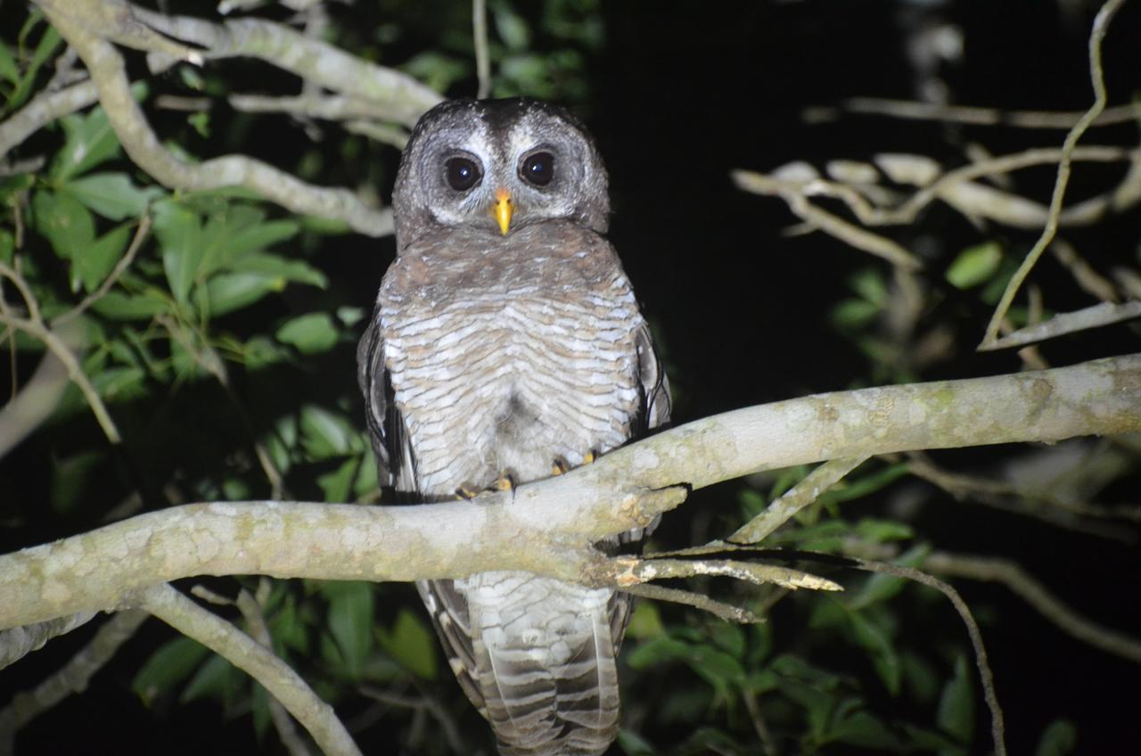 Bushbaby Lodge & Camping Hluhluwe Eksteriør bilde