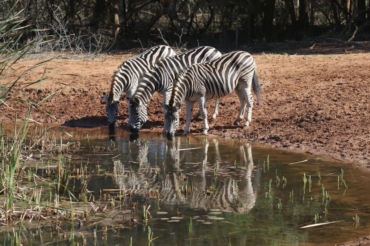 Bushbaby Lodge & Camping Hluhluwe Eksteriør bilde